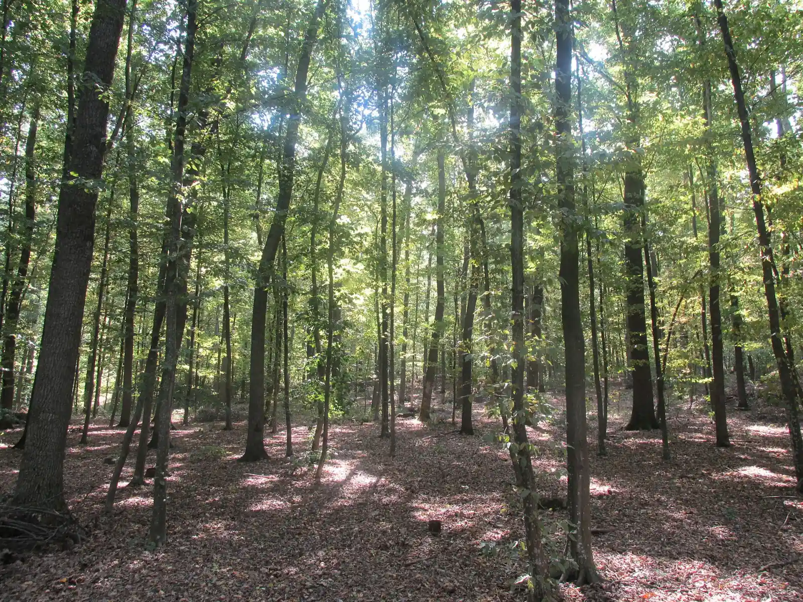 Forest in the Codrii nature reserve